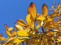 青い空と黄色い葉