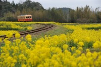 菜の花列車
