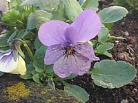 矢板駅の花壇の薄紫のパンジー