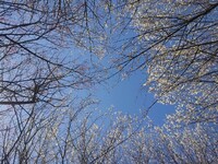 川崎城跡公園の梅の木と青空の組み合わせ