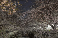 夜桜と金星