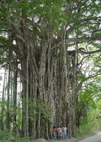 コスタリカの巨木