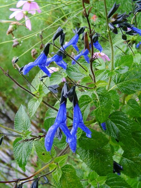 青紫の細長いお花