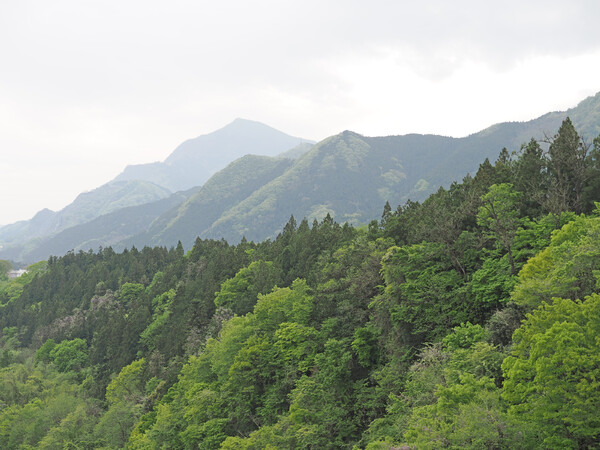 Let it green