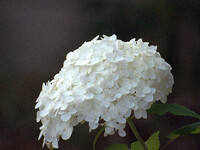 【夏】　真夏の白い花