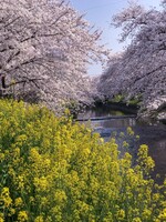 【春景】桜🌸と菜花？
