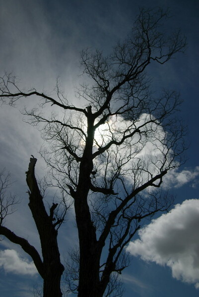 樹と太陽と雲と．．．