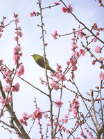 梅花とメジロ