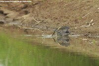 笹五位・・魚獲り