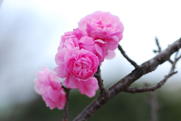 バラみたいな桃の花