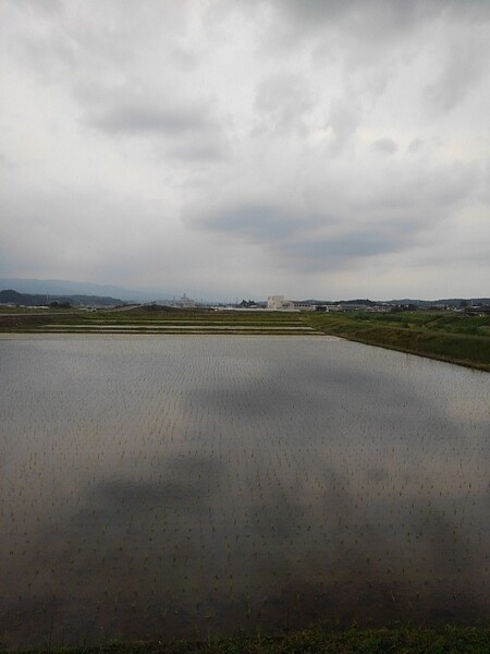 曇りの日の水田