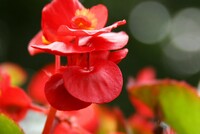 【トキメキの色】赤い花びら