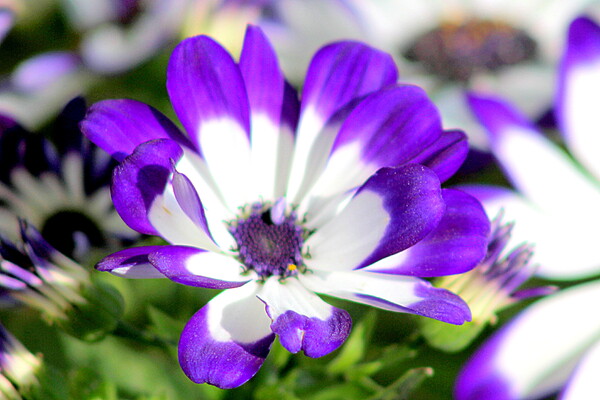 【好きなもの】紫色の花　B