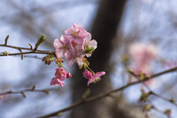 近所の河津桜