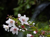 桜の時季