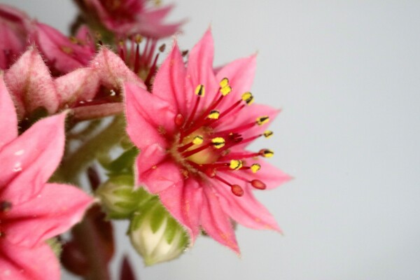 センペルの花