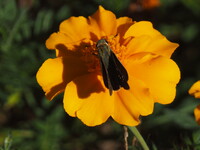 マリンゴールドにセセリ蝶が留まりました。