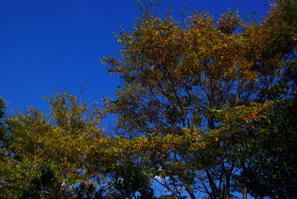 秋：思い切り青い空