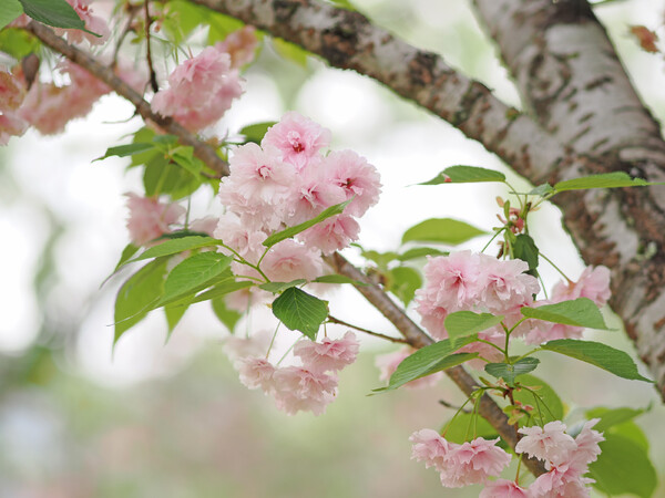 八重の桜２