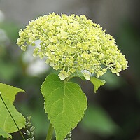 蕾のカシワバアジサイ