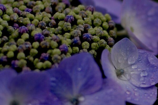 【Purple】Raindrop