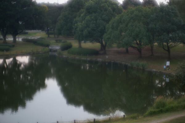 「木」　暮れなずむ公園池