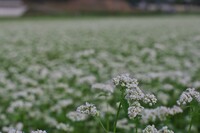 常陸秋そば・・・