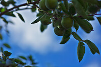 秋の空と青い柿の実