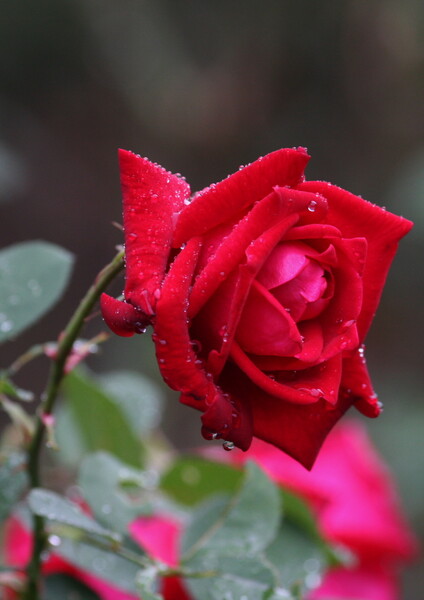 雨の切れ間の薔薇