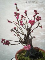新春の紅梅盆栽