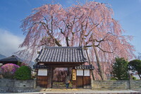 増泉寺の枝垂桜2015