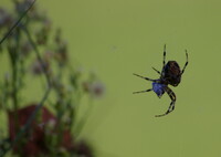 Spider on hunting