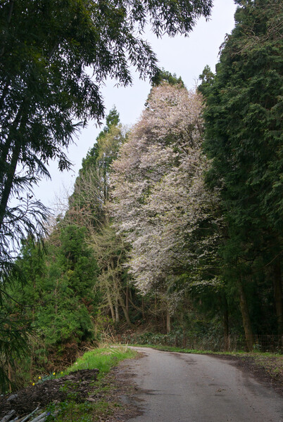 遅咲きの山桜