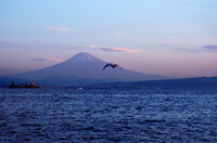 朝の富士山です。