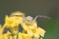 威嚇する花蜘蛛
