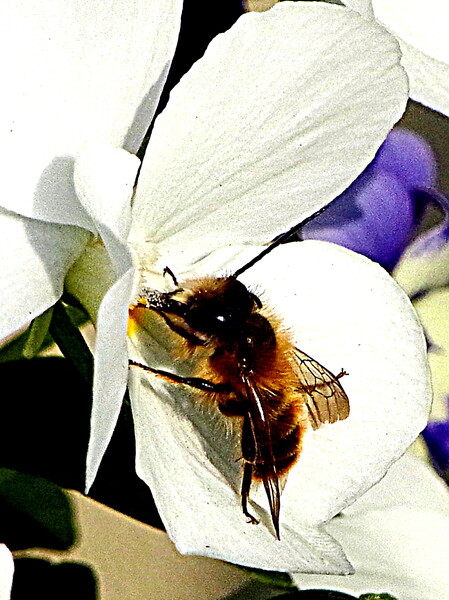 ビオラに留まる蜂