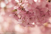 Lovely Cherry Blossoms