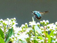 ハナムグリの飛翔　A