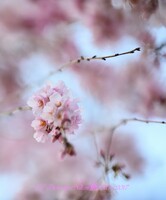 2018/03/22の桜