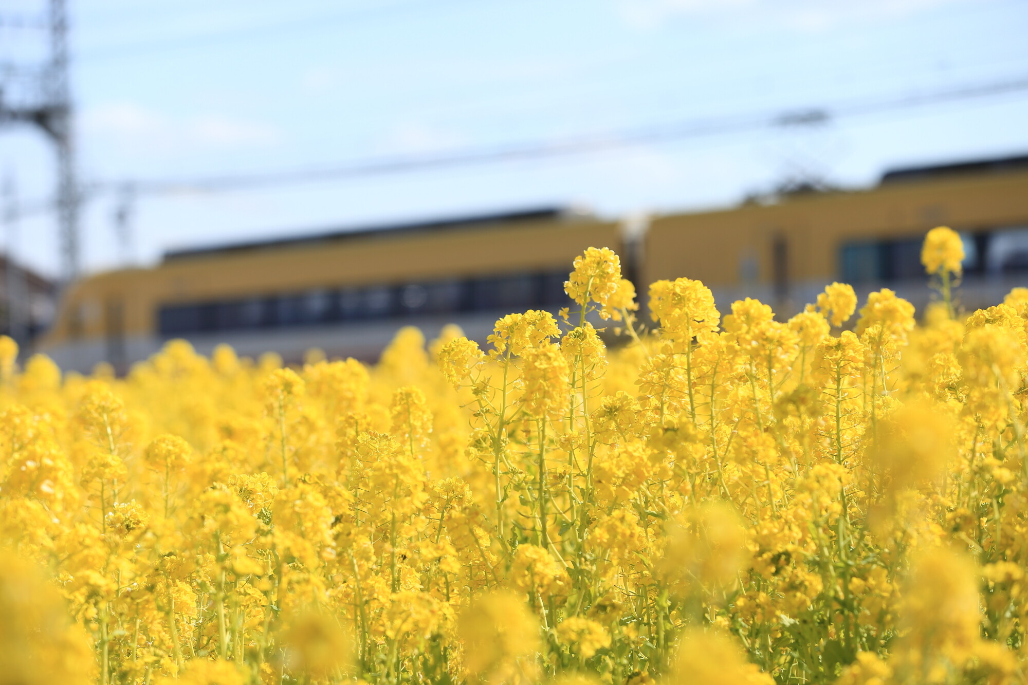 イエロー　＆　YELLOW