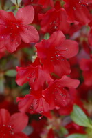 真紅のアザレアの花