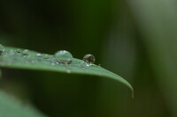 梅雨の落とし物