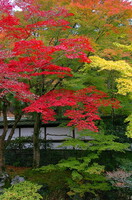 東福寺のモミジ