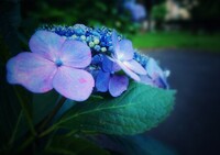 日陰で見つけた宝石