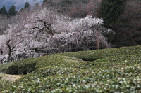 桜と茶畑