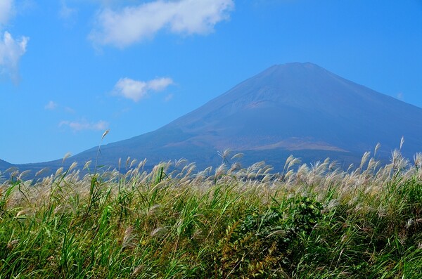ススキたなびく富士の山