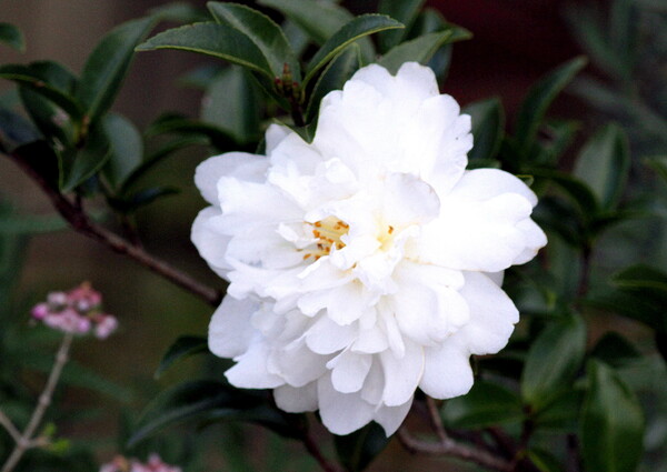 白の山茶花