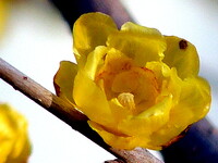蝋梅の花UP２