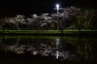 湖面に映る夜桜