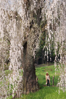 水中の枝垂れ桜